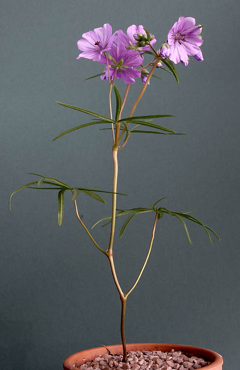 Geranium linearilobum subsp transversale f.laciniata