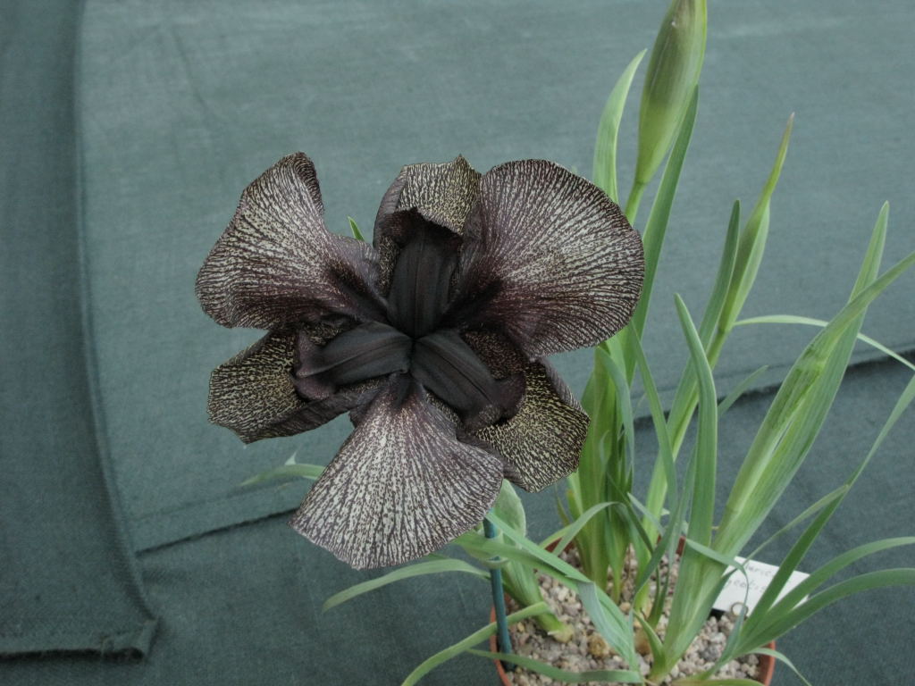 Iris iberica subsp. lycotis