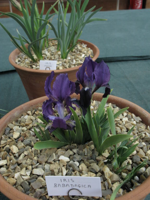 Iris barbadagica