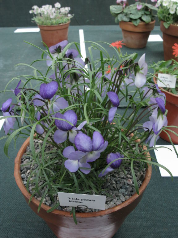 Viola pedata bicolor
