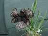 Iris iberica subsp. lycotis