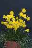 Narcissus bulbocodium obesus