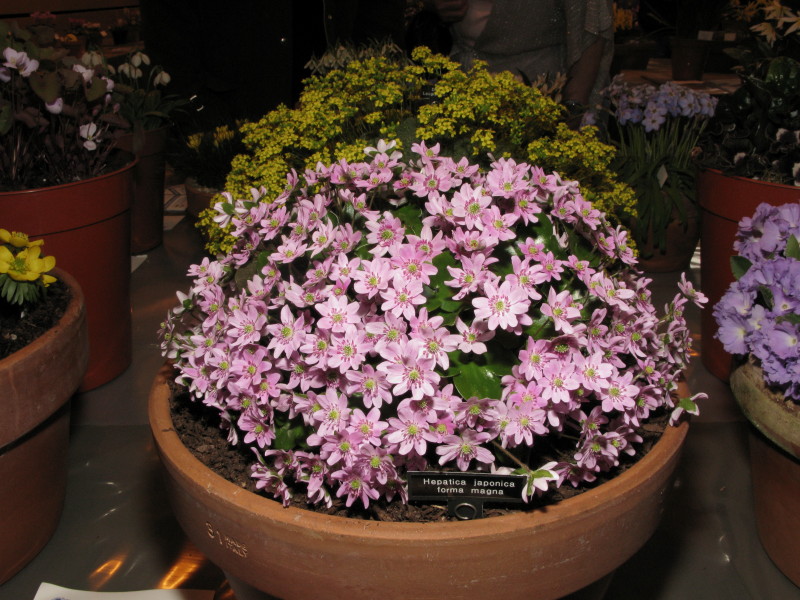 Hepatica japonica forma magna