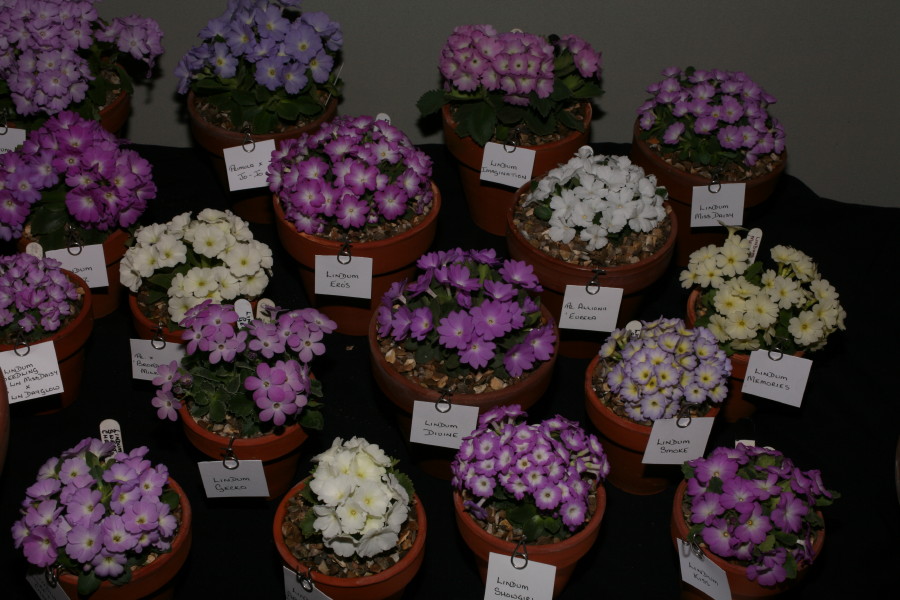 Display of Primulas