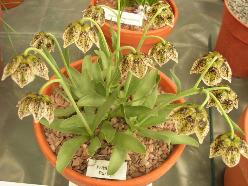 Fritillaria purdyi