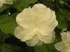 Trillium grandiflorum 'Flora Plena'