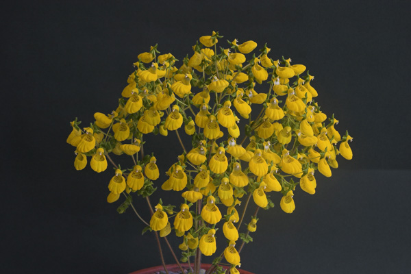Calceolaria lanigera