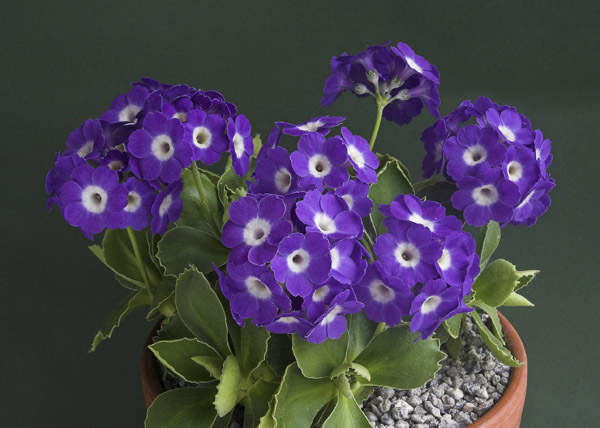 Primula 'Wharfedale Bluebell'