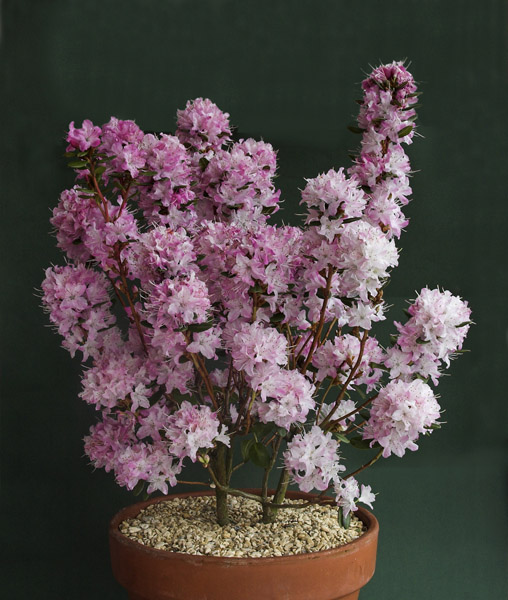 Rhododendron 'Anna Balsifien'