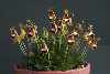 Calceolaria darwinii