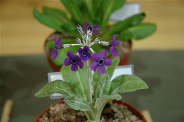 Primula obtusifolia