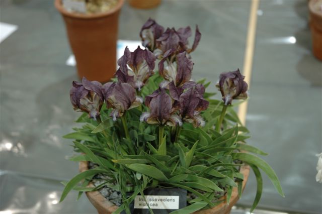 Iris suaveolens violacea