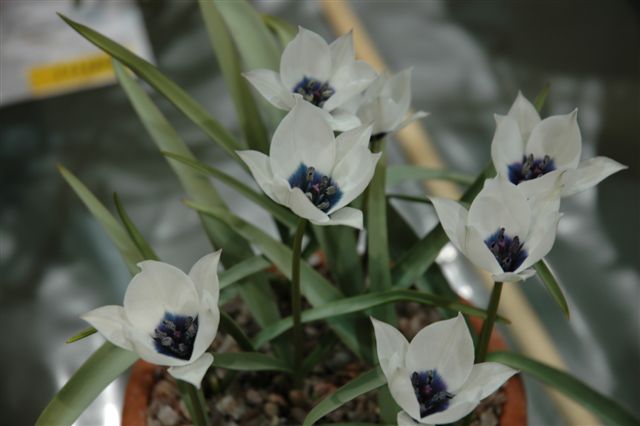 Tulipa pulchella v albocarulea