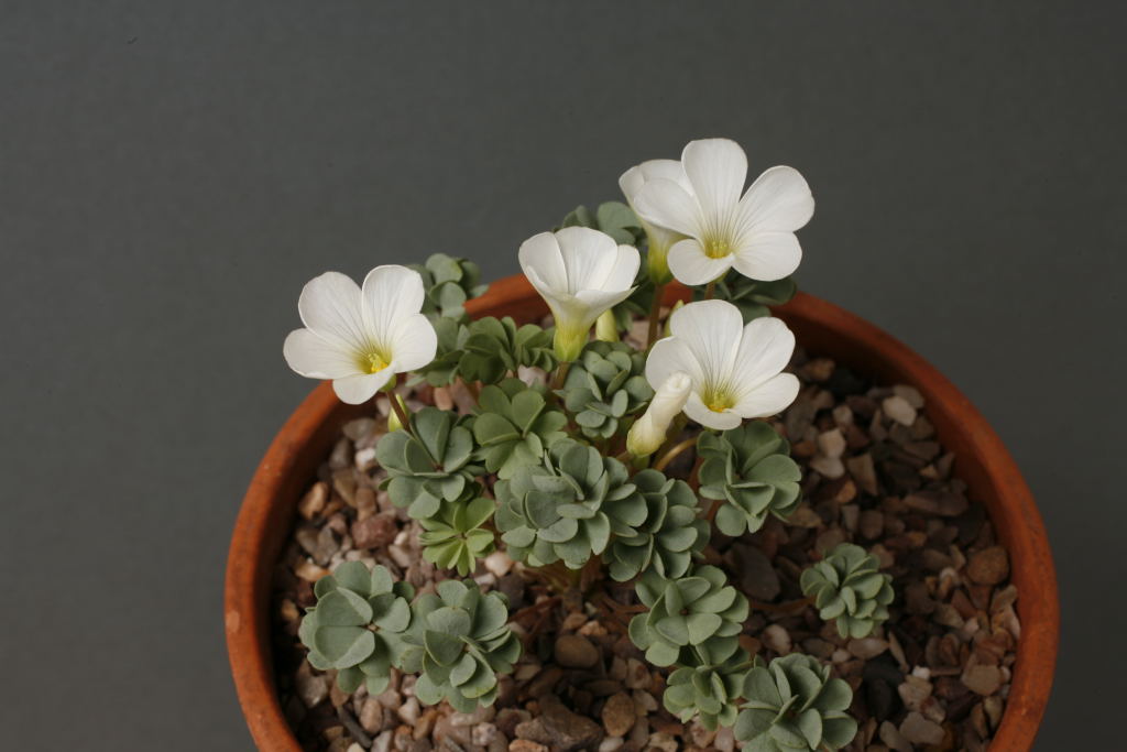 Oxalis adenophylla, White Form
