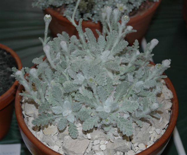 Pyrethrum leontopodium
