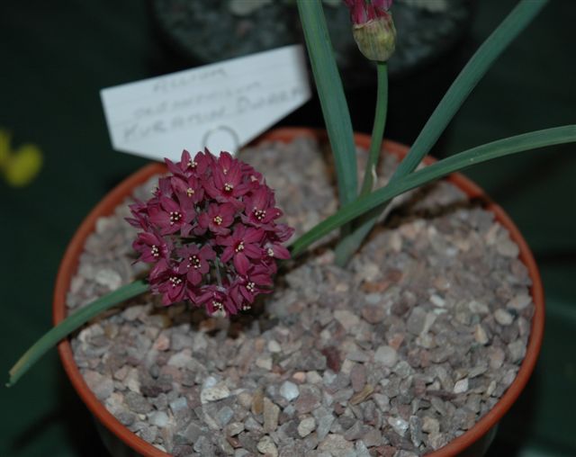 Allium oreonphilum 'Kuramin Dwarf'