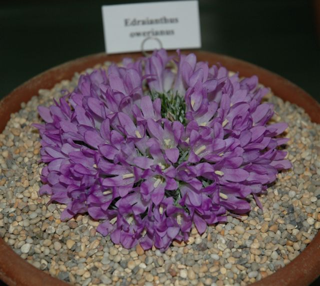 Edraianthus owerianus