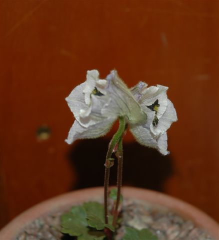 Delphinium chrysotrichum var tsongaroense
