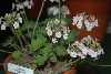 Androsace rotundifolia