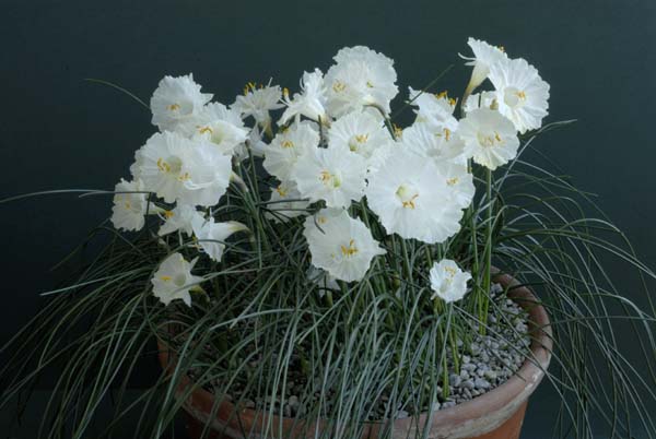 Narcissus cantabricus var. petunioides