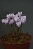 Cyclamen x whiteiae (graecum x hederifolium)