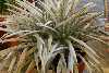 Celmisia longifolia