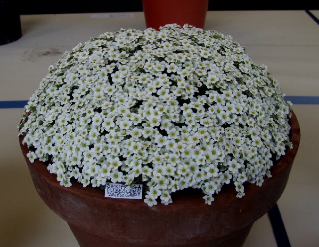 Saxifrage pubescens 'Snowcap'