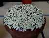 Saxifrage pubescens 'Snowcap'