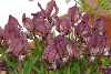 Iris suaveolens 'Rubromarginata'