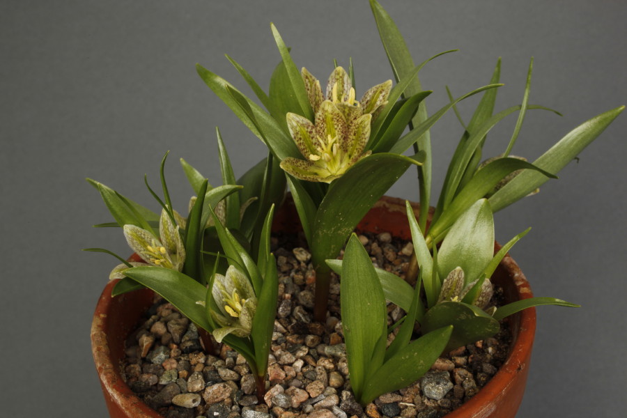 Fritillaria sp.nova ex Iran