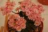 Lewisia cotyledon