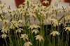 Fritillaria liliaceae