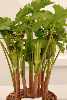 Arisaema amurense