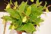 Cypripedium calceolus