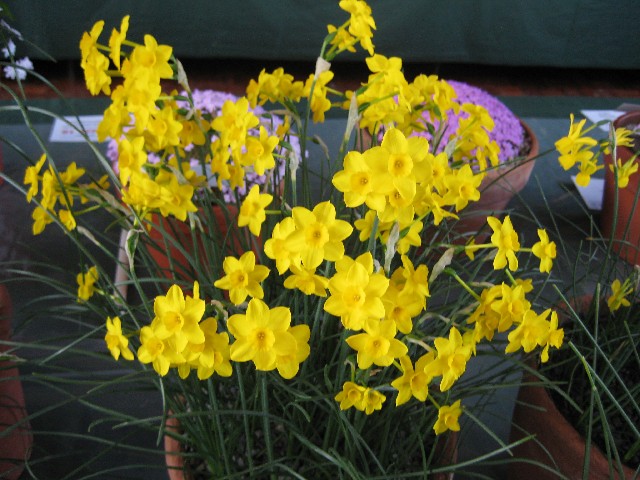 Narcissus jonquilla minor