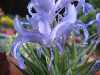 Iris zenaidae