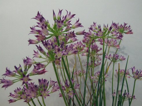 Allium bolanderi