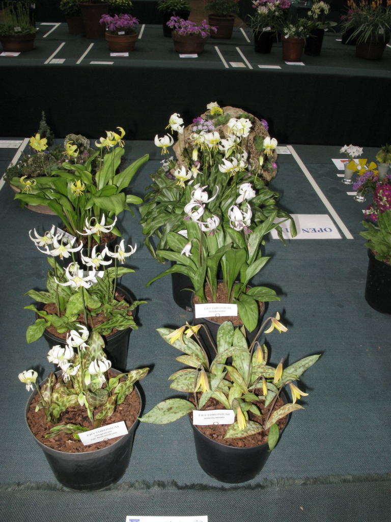 6 pans Rock Plants, any one genus