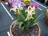 Iris pseudocapnoides