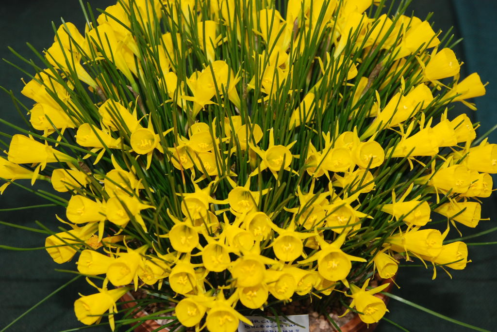 Narcissus bulbocodium conspicuus