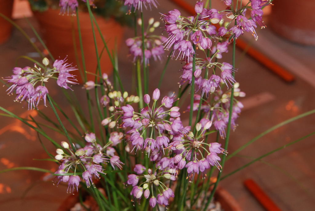 Allium thunbergii