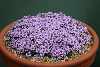 Saxifrage lilacina