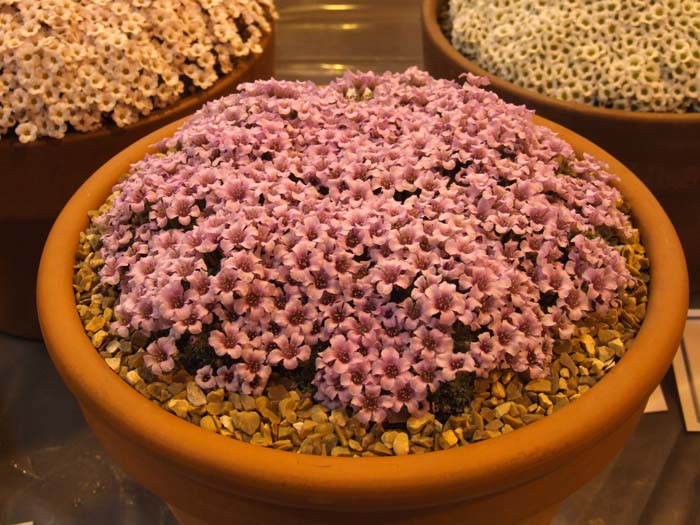 Saxifrage lilacina