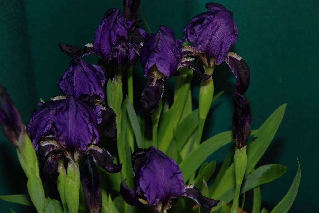 Iris suaveolens Purple Form
