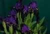 Iris suaveolens Purple Form