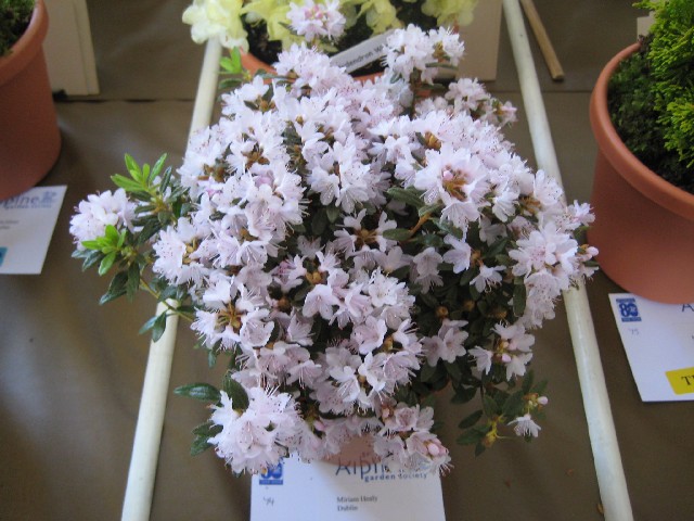 Rhododendron impeditum album