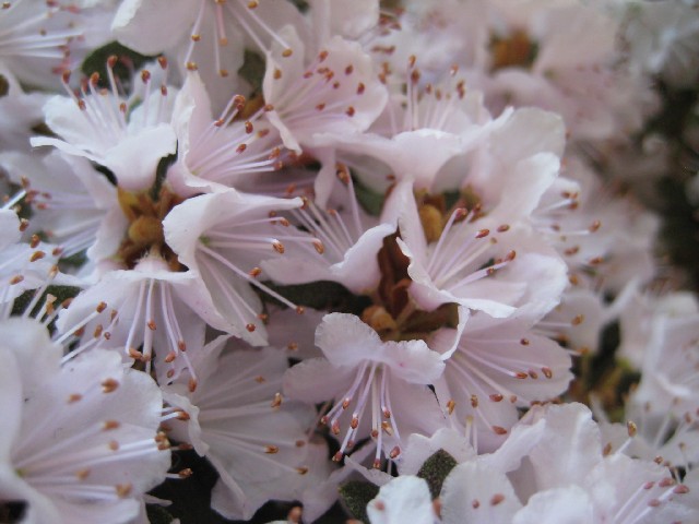 Rhododendron impeditum album