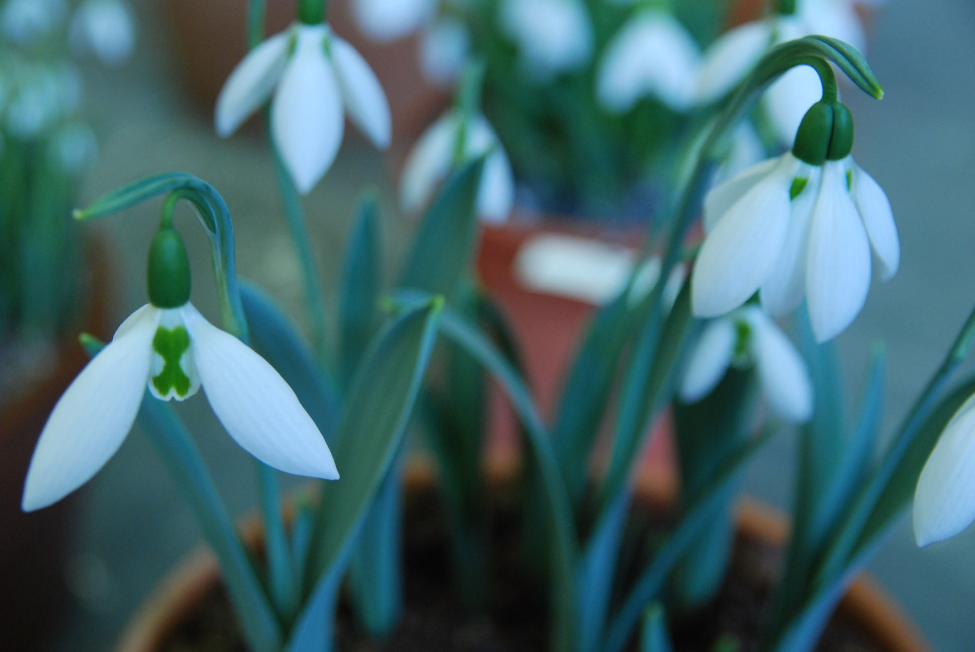 Galanthus 'Fred's Giant'