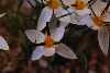 Crocus biflorus subsp nubigena