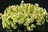 Primula elatior ssp pseudoelatior